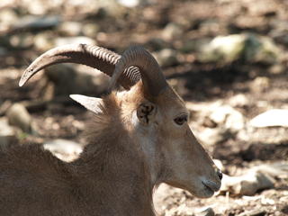 Aoudad or Barbarry sheep #2