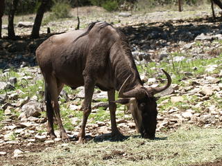 Cape Buffalo