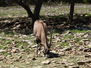 Gemsbok Oryx #3