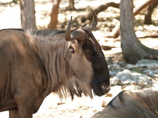 White Bearded Gnu
