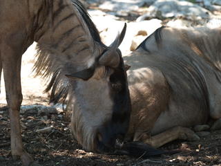 White Bearded Gnu #2