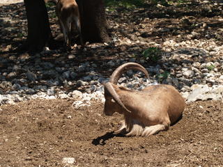 Aoudad or Barbarry sheep #3
