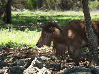 Aoudad or Barbarry sheep #4