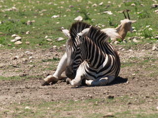 Zebra #8