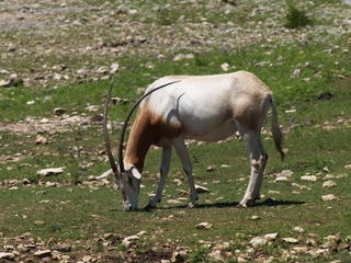Scimitar - Horned Oryx #9