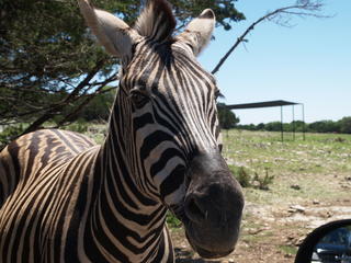Zebra #11