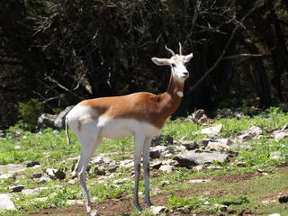 Dama Gazelle