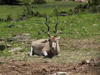 Addax #5