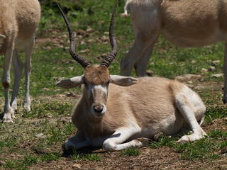 Addax #6