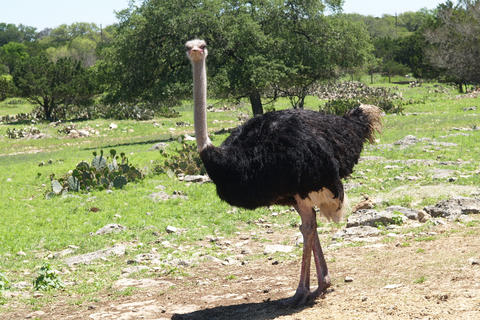 Ostrich #4