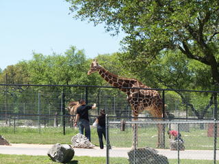 Reticulated Giraffe