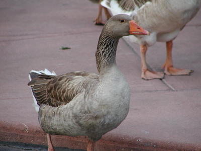 Goose