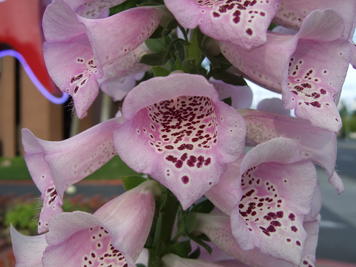 Foxglove