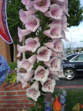 Foxglove #2