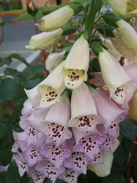Foxglove #3