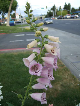 Foxglove #4