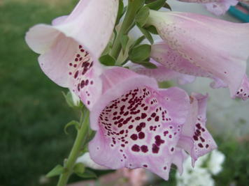 Foxglove #5