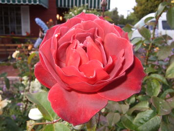 Red rose #2