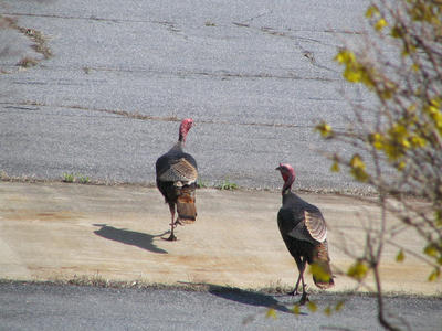 Wild turkeys