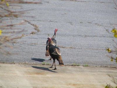 Wild turkeys #2