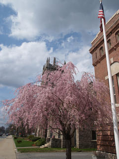 Church and tree #3