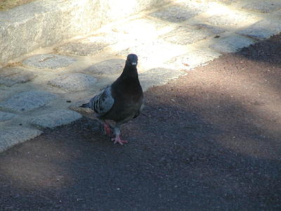 Pidgeon