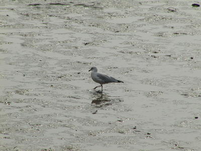 Seagull #2