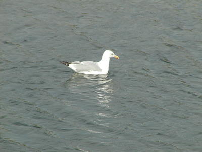 Seagull