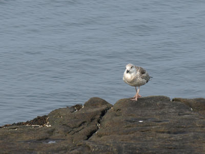 Seagull #4