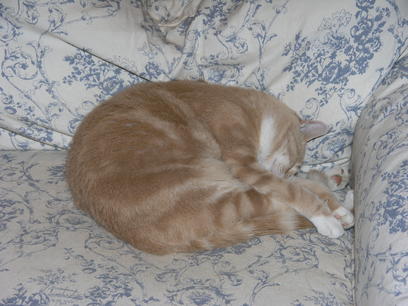 Sleeping cat