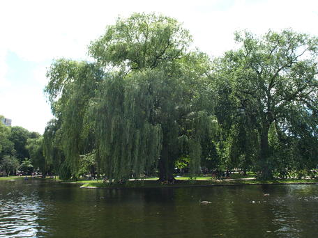 Willow trees