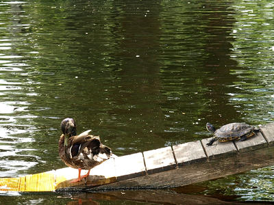 Turtle and duck #2