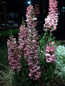Snapdragon