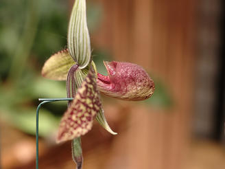 Ladyslipper (Hybrid Saiun) #2