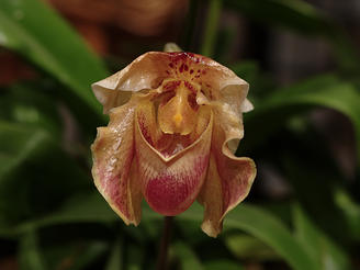 Ladyslipper
