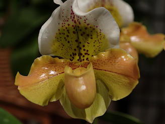 Ladyslipper (Hybtid Golden Agnes) #2