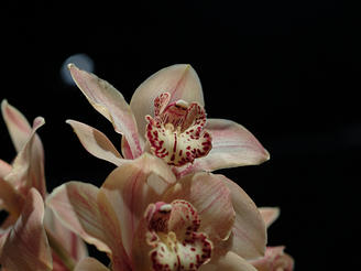 Cymbidium (Massachusetts Sunset)