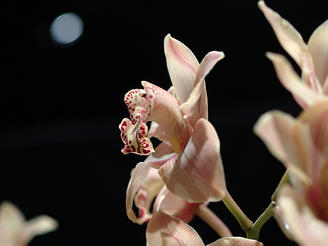 Cymbidium (Massachusetts Sunset) #2