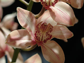 Cymbidium (Massachusetts Sunset) #3