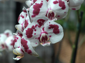 Moth orchid