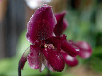 Ladyslipper (Good Start)