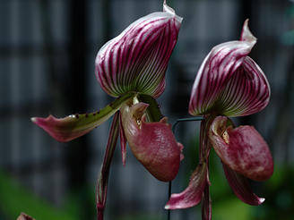 Ladyslipper (Los Osos)