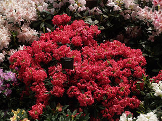 Rhododendron (Cary Ann)