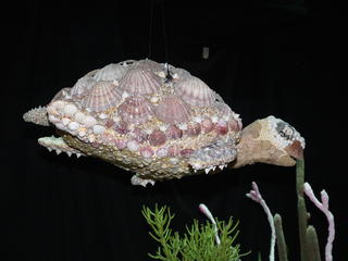 Sea shell turtle