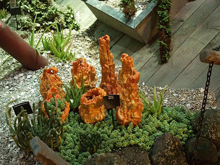 Cactus underwater display #2