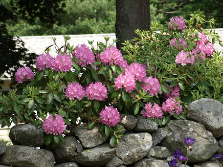 Rhododendron