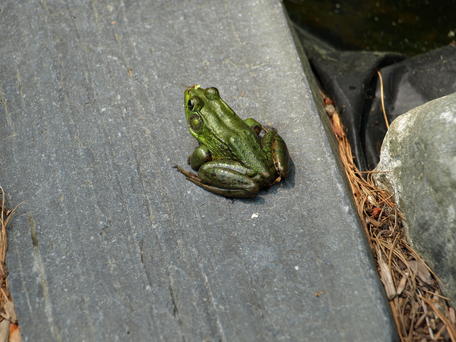 Frog
