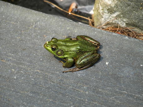 Frog #2