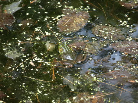 Frog swimming