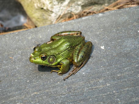 Frog #3